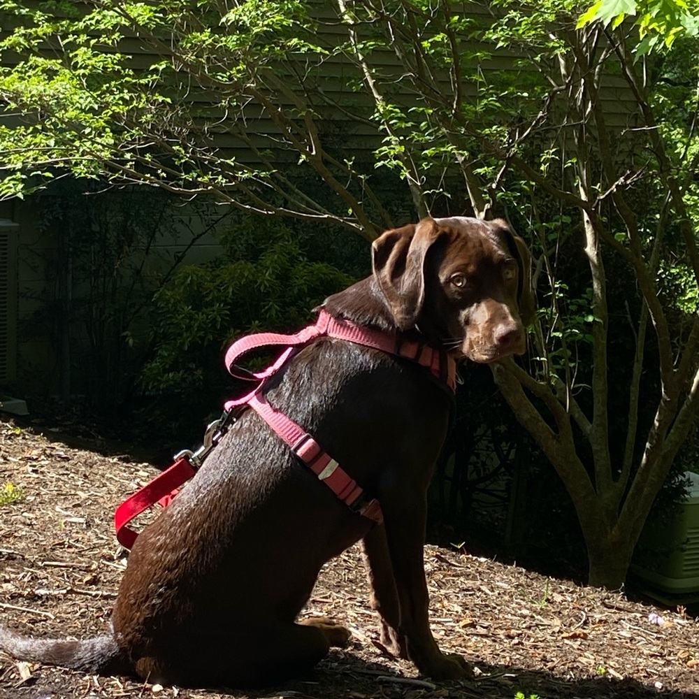 Meet Bailey Part 2 — - Picture 16 of 16